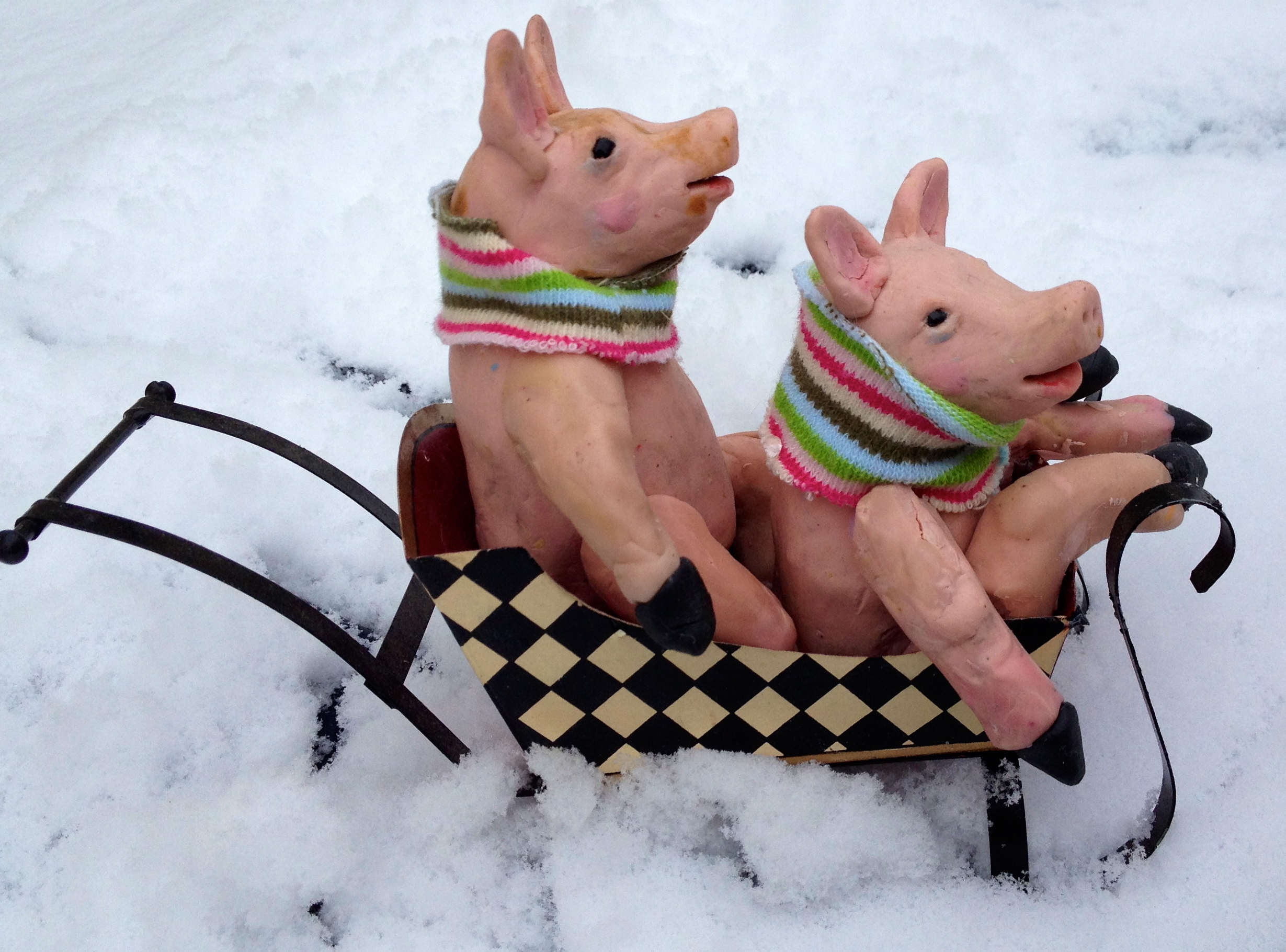 pigs in sleds